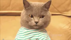 gif of cat cleaning table to work on laptop